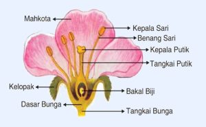 Bagian Bunga dan Penjelasannya